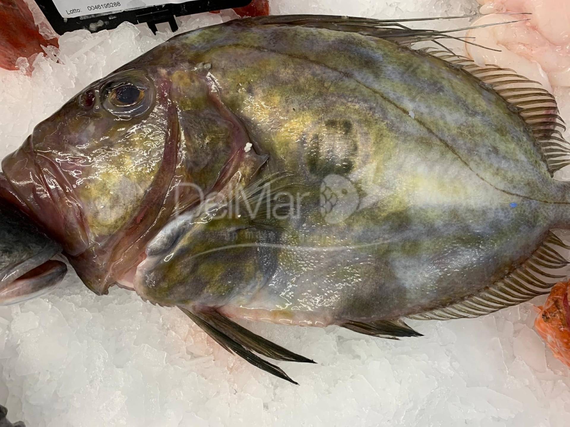 SAN PIETRO FRESCO 1/2 KG – Il mercato del mare – Del Mar